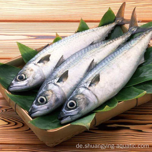 Gefrorener pazifischer Makrele 100-200 g für Konservenfutter